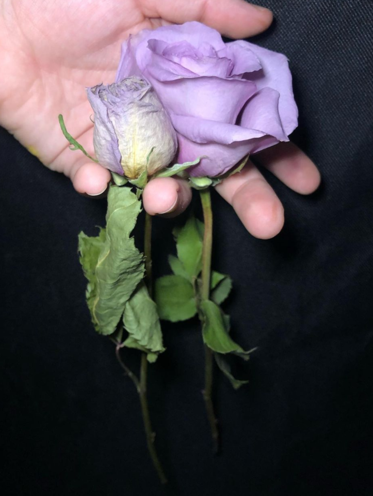 Air-dried vs. preserved purple rose